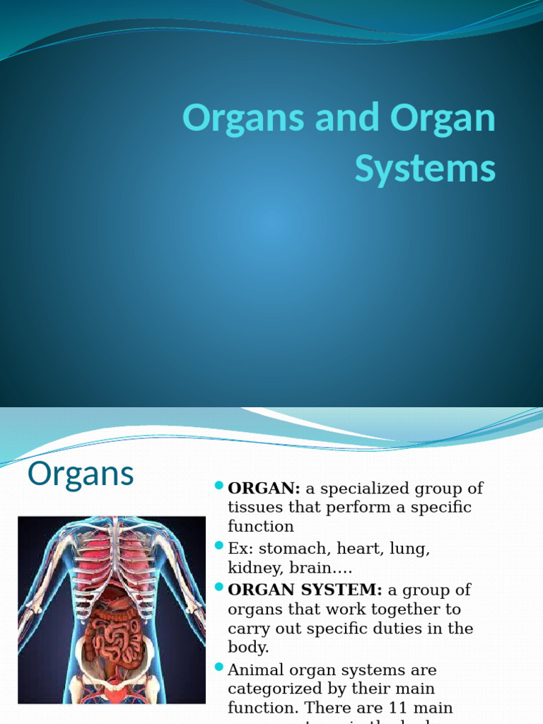 Organs and Organ Systems | PDF | Vein | Artery