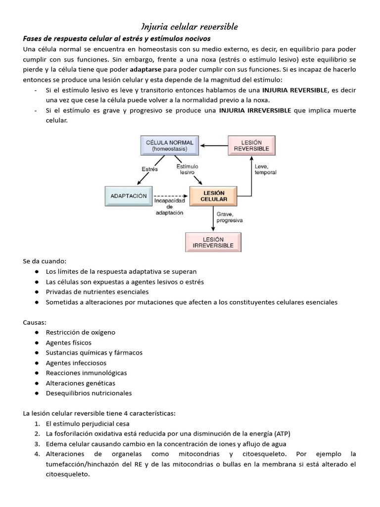Injuria Celular Reversible y Adaptaciones | PDF | Apoptosis | Mitocondria