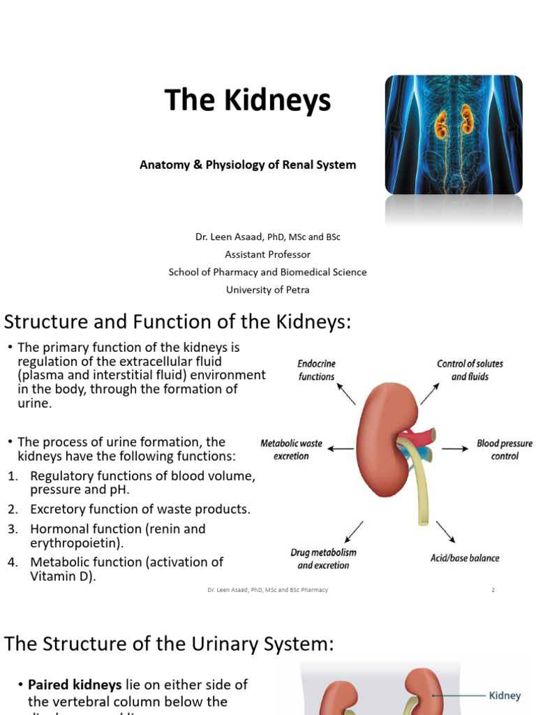 Anatomy and Function of Kidneys | PDF | Kidney | Urination