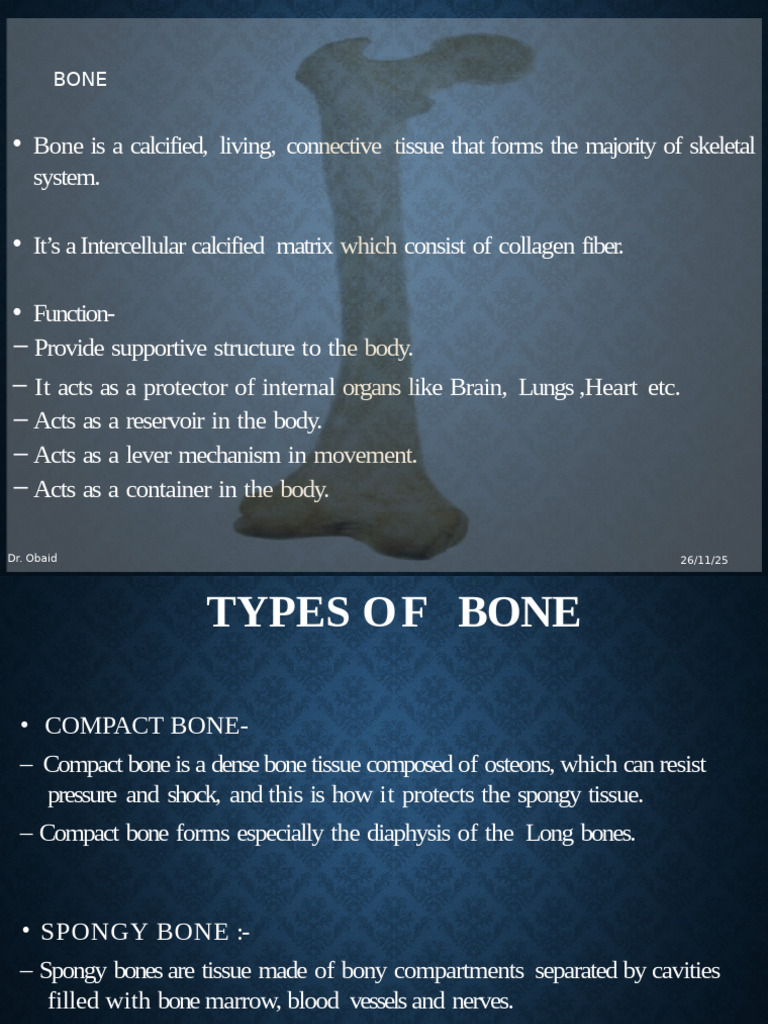 bone-structure-and-ossification-process-pdf-bone-skeleton