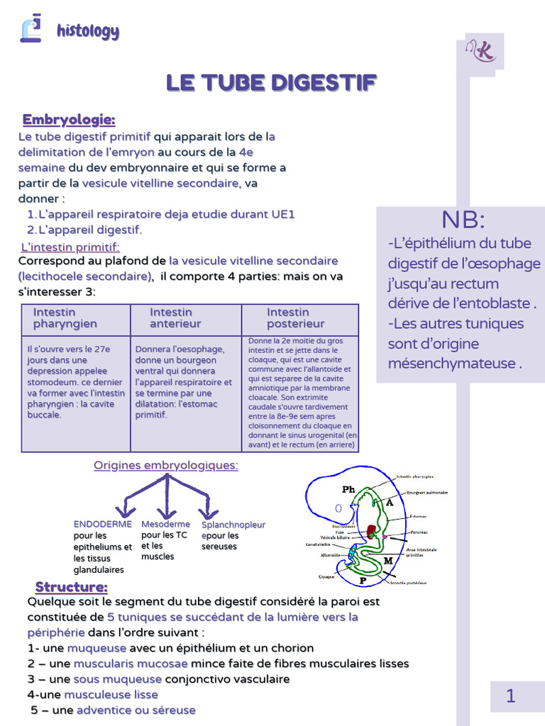 Anatomie et embryologie du tube digestif | PDF | Épithélium | Tractus ...