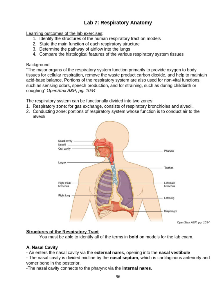Respiratory Anatomy Lab Overview | PDF | Lung | Respiratory Tract
