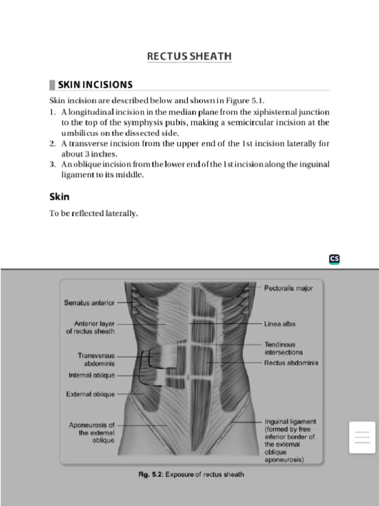 Abdomen Dissection Steps | PDF