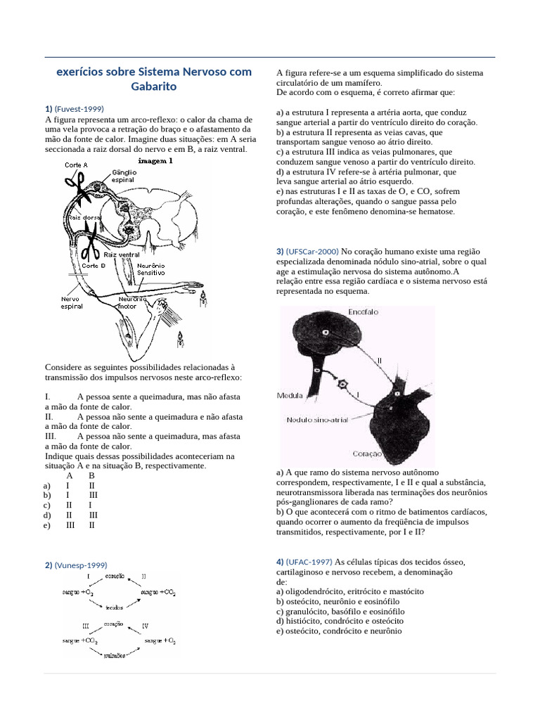 Exercícios de Sistema Nervoso e Gabarito | PDF | Neurônio | Sinapse