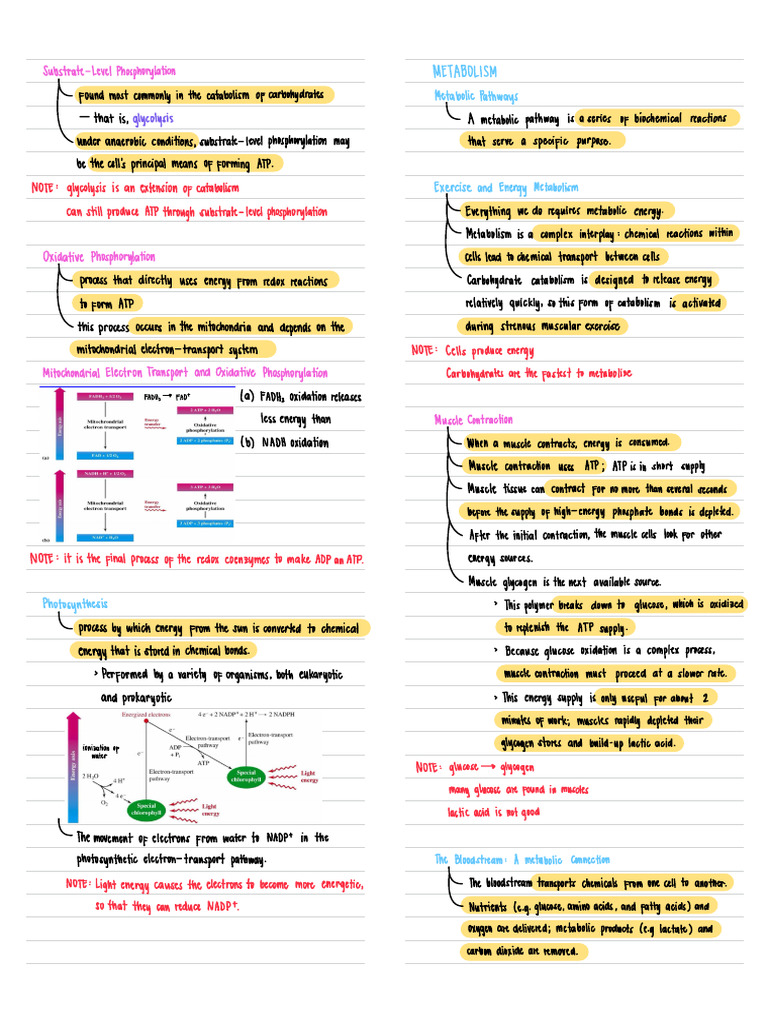 Review Biochem Pt 5 | PDF