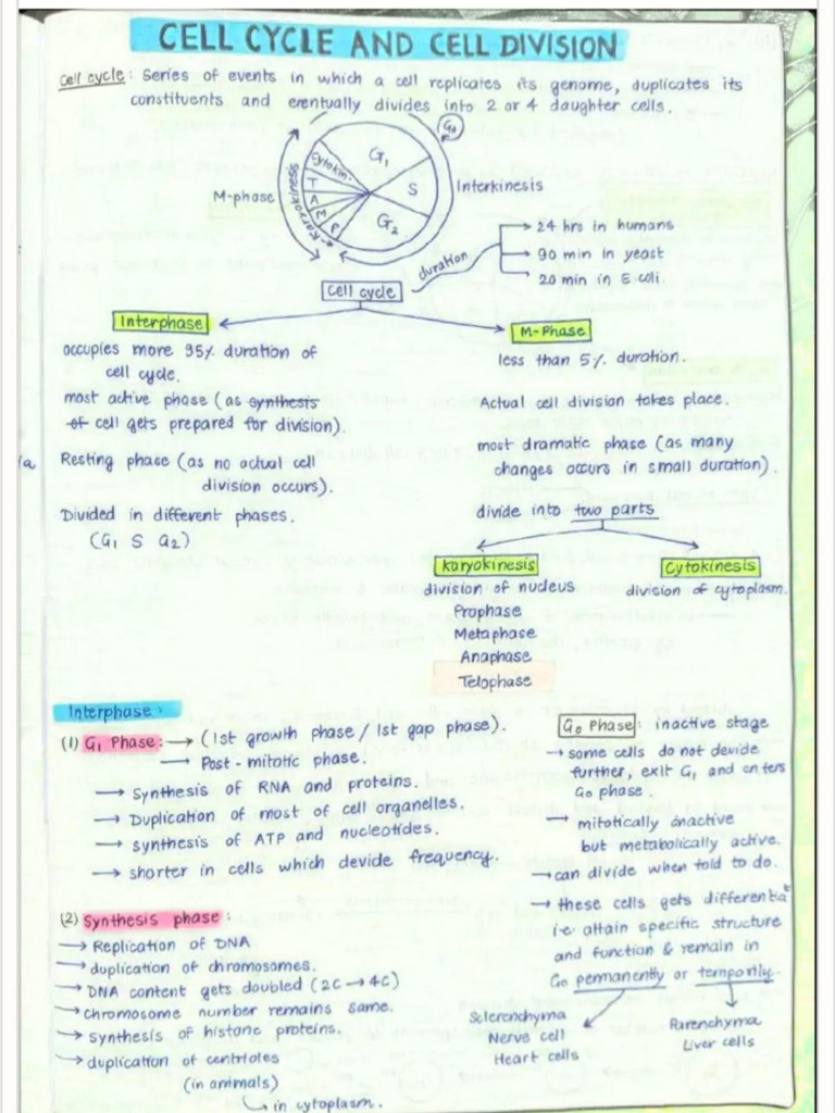 Cell Cycle | PDF