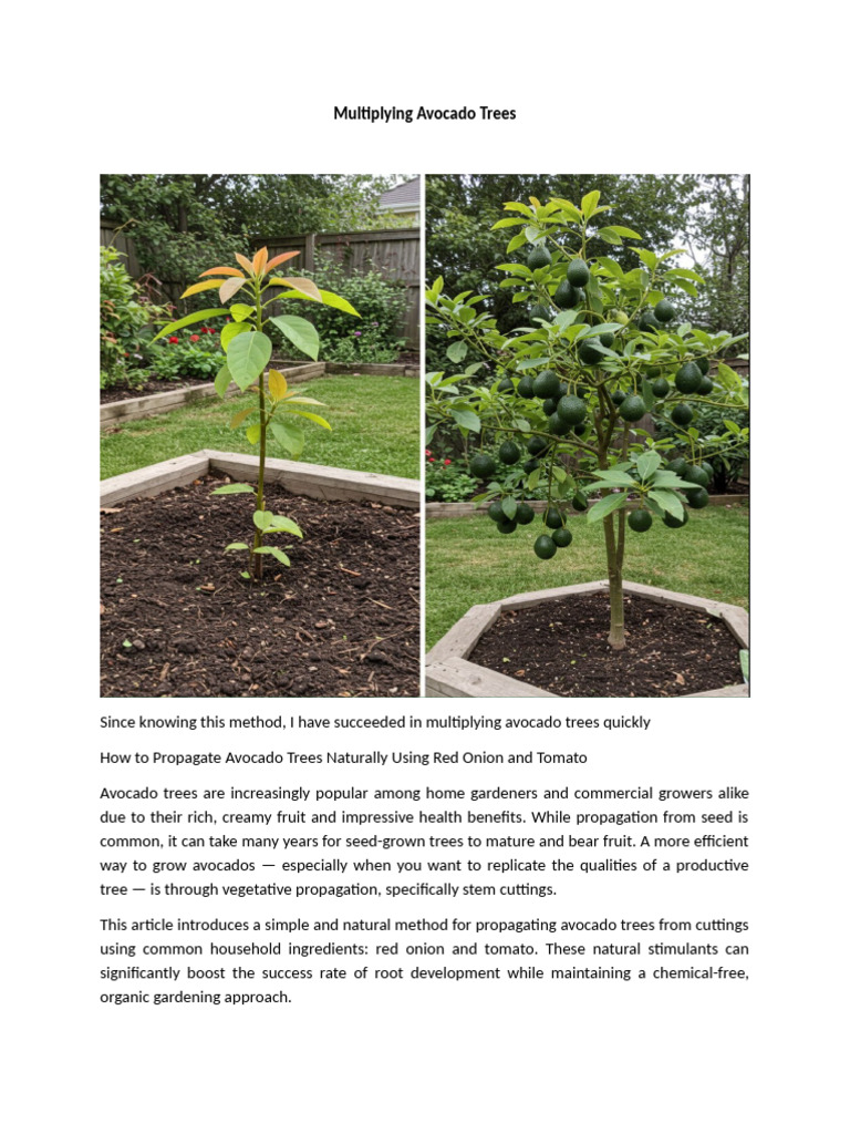 Multiplying Avocado Trees | PDF