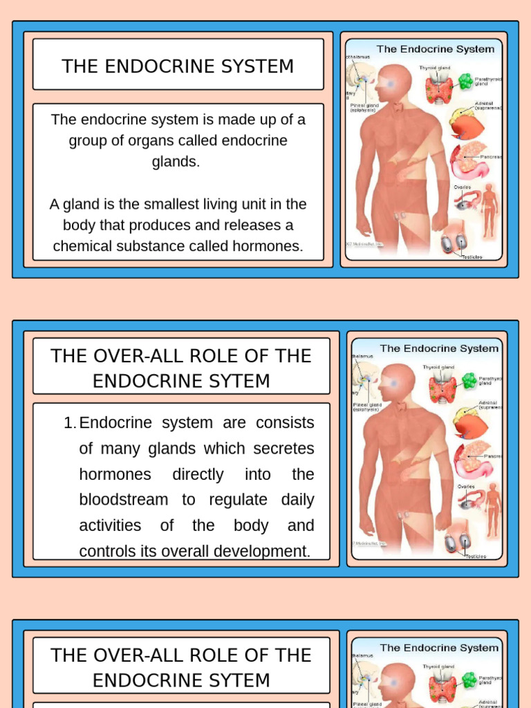 Overview of the Endocrine System | PDF | Endocrine System | Adrenal Gland