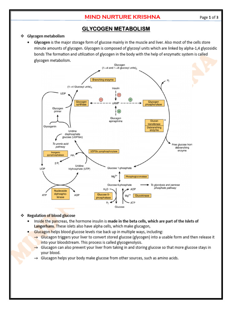 Glycogen Metabolism Overview | PDF