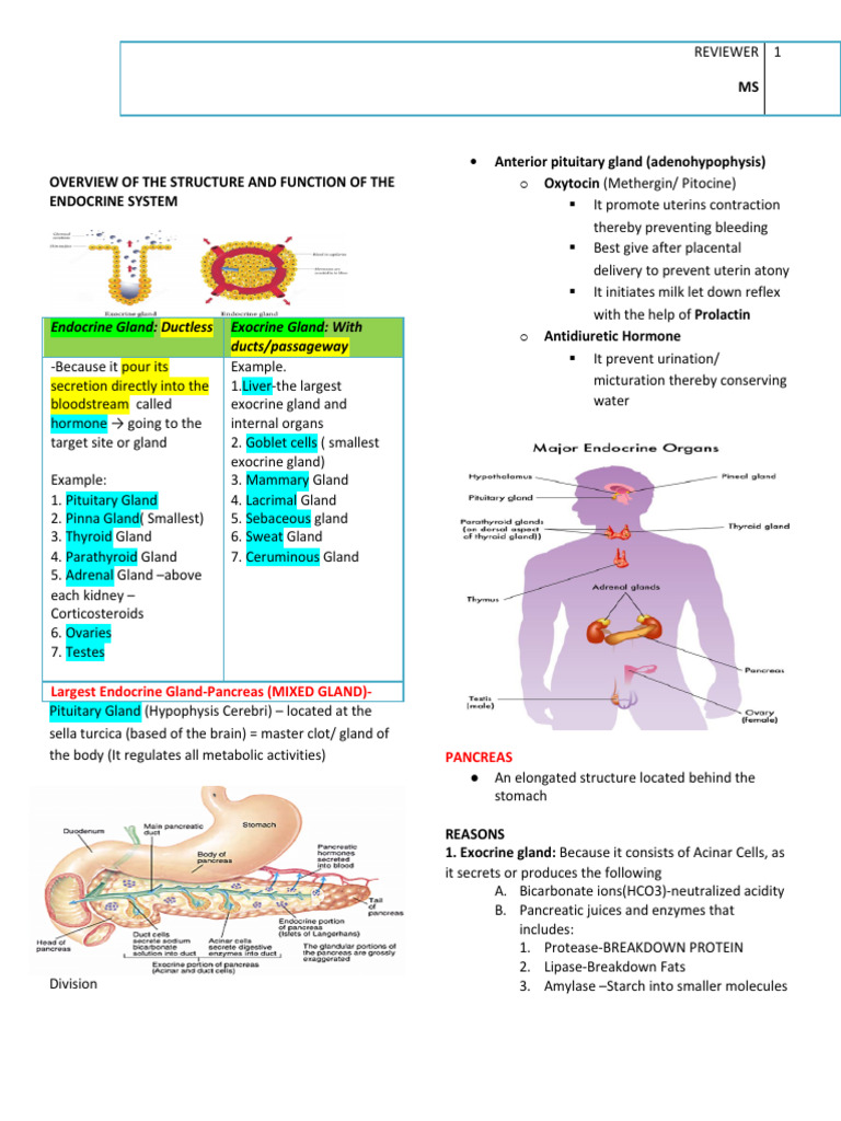 Endocrine System Overview and Functions | PDF | Pancreas | Endocrine System