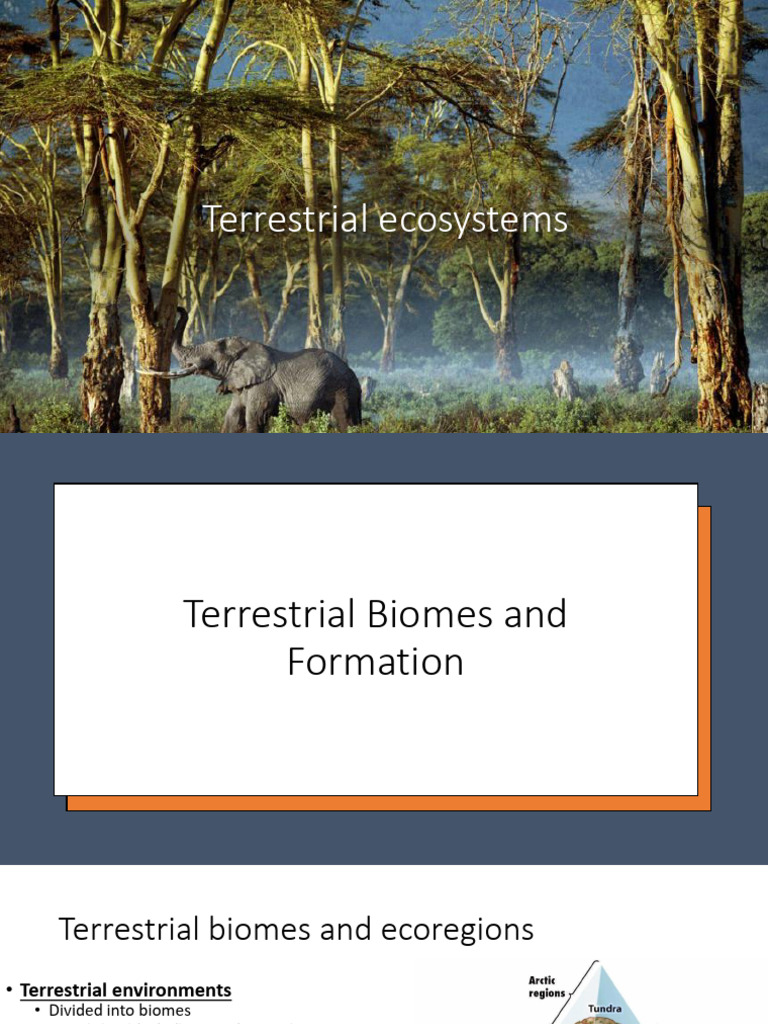 Lecture 7 Terrestrial Ecosystems 2025 V2 Ss | PDF | Soil | Trees