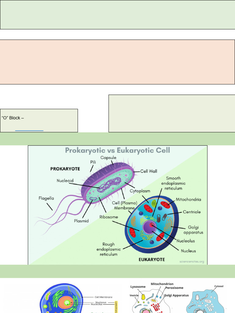 Understanding Cytosol and Cell Membrane | PDF | Endoplasmic Reticulum ...