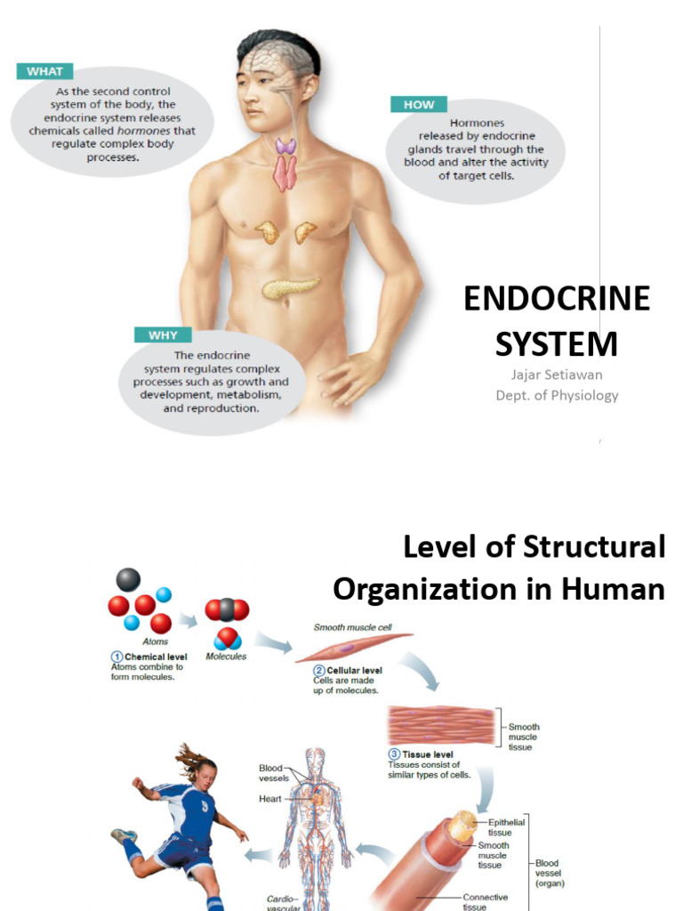 Endocrine System Overview and Functions | PDF | Hormone | Cell Signaling