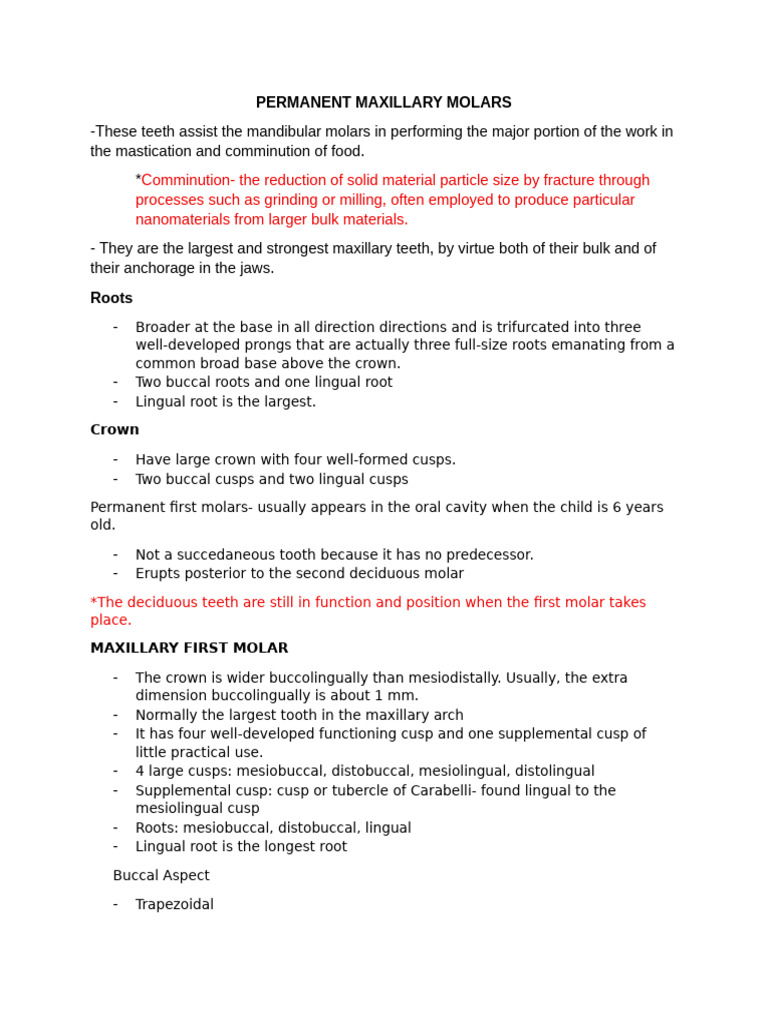 Permanent Maxillary Molars | PDF