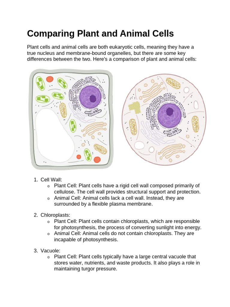 Differences Between Plant and Animal Cells | PDF | Cell (Biology) | Vacuole