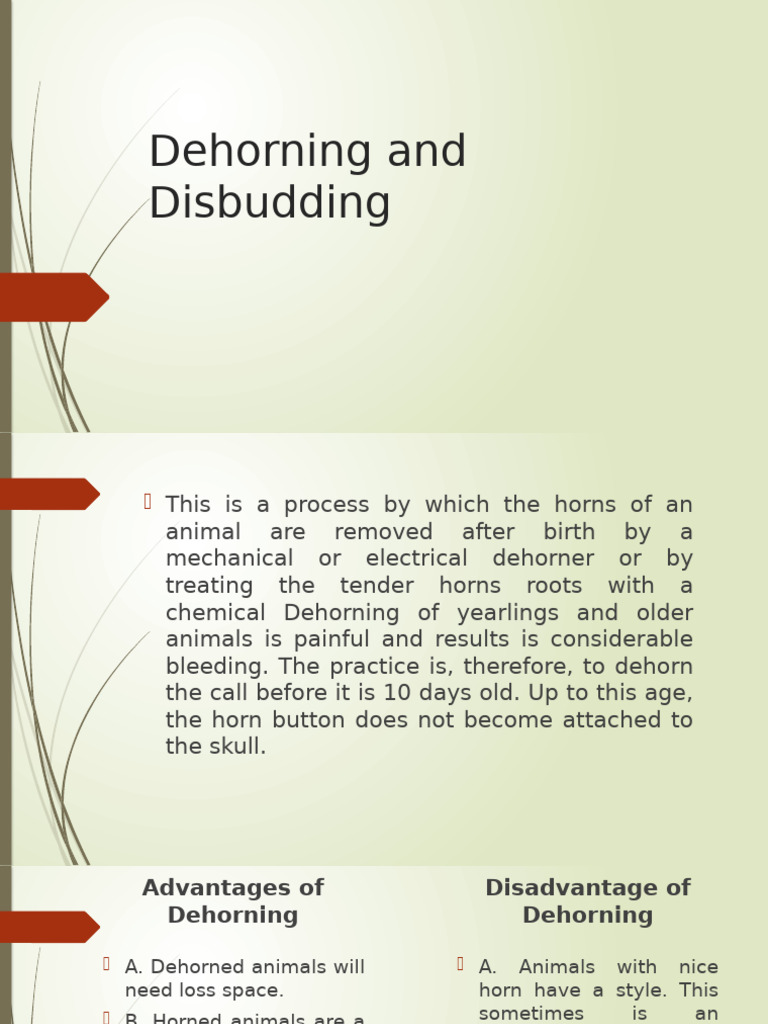 Dehorning and Disbudding Techniques | PDF