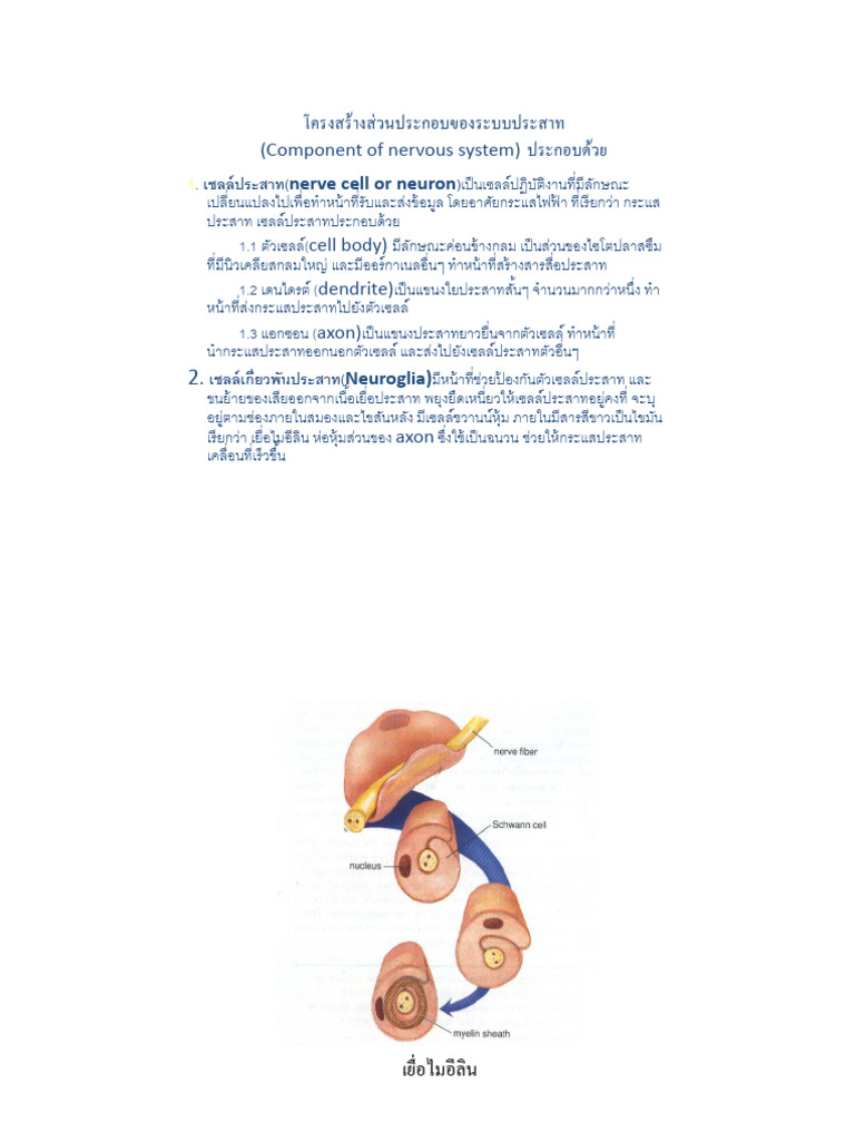Nervous System Components Overview | PDF | Chemical Synapse | Nervous ...