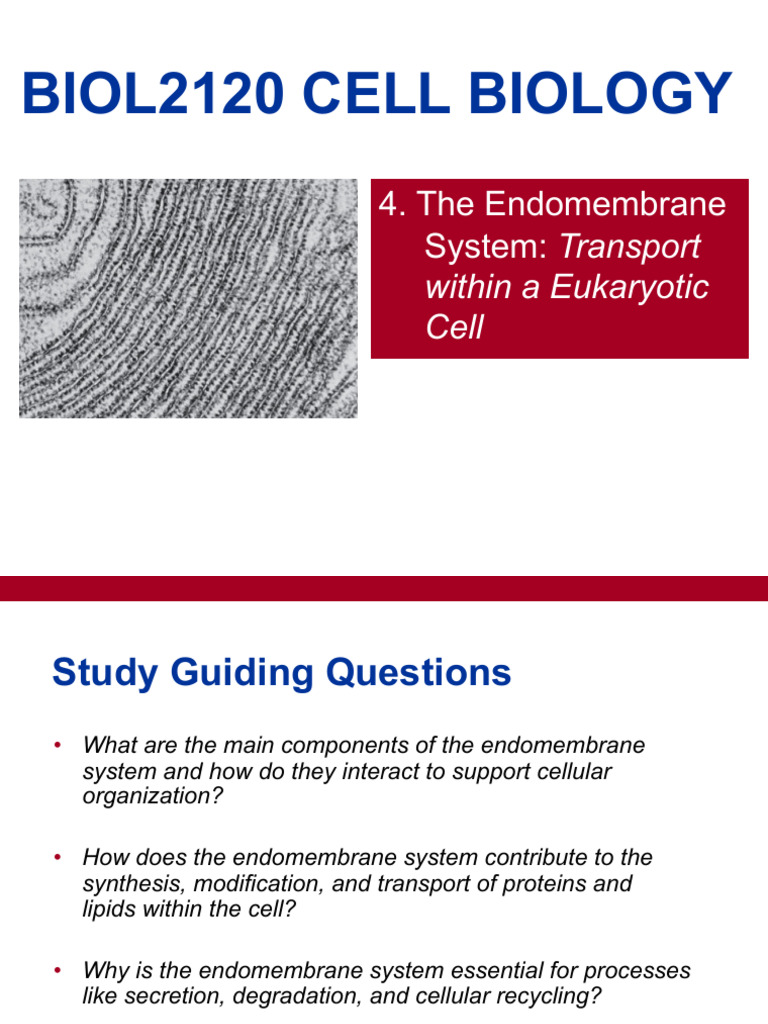 Endomembrane System in Eukaryotic Cells | PDF | Endoplasmic Reticulum ...