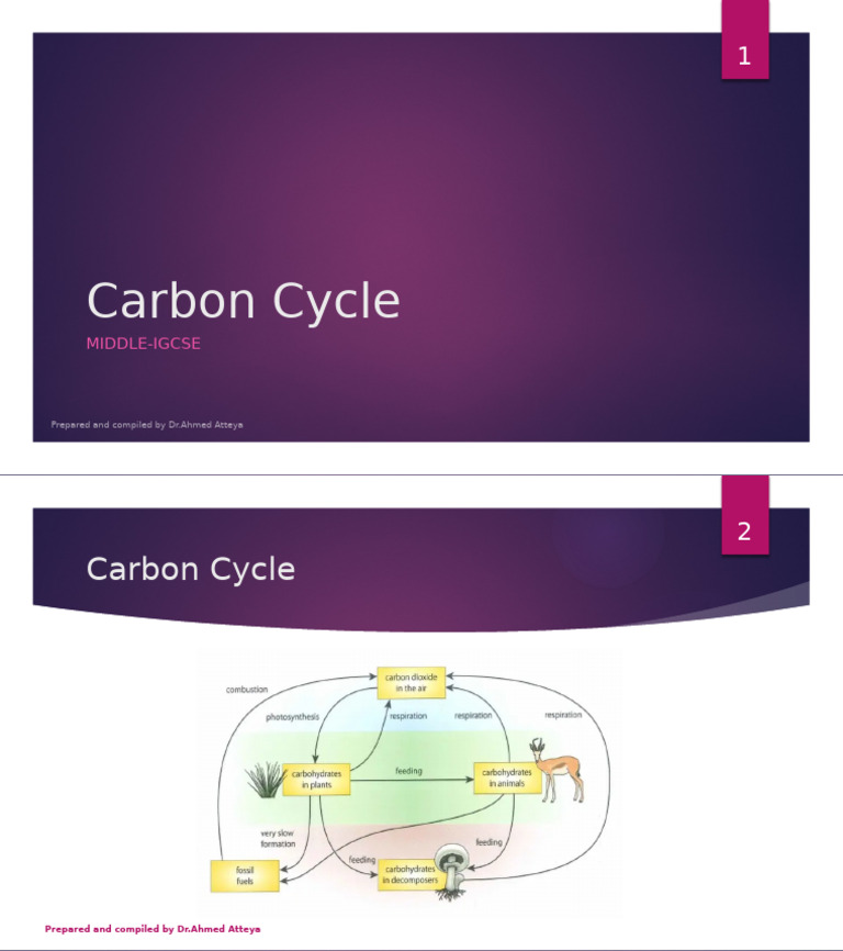 Understanding the Carbon Cycle | PDF