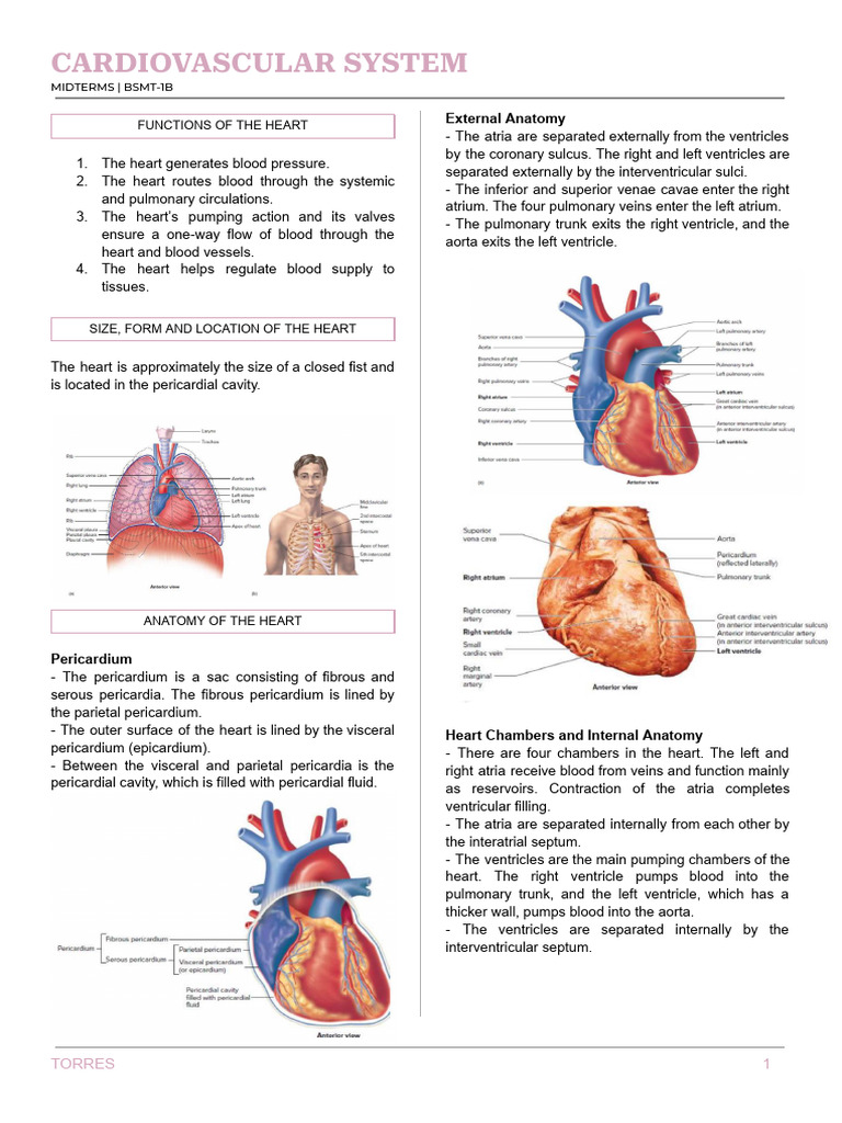 Heart Anatomy and Function Overview | PDF | Heart Valve | Heart