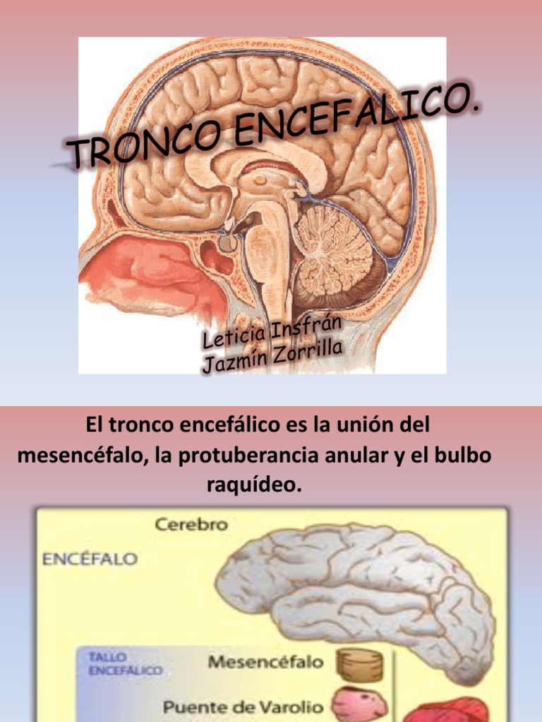 TRONCO ENCEFALICO