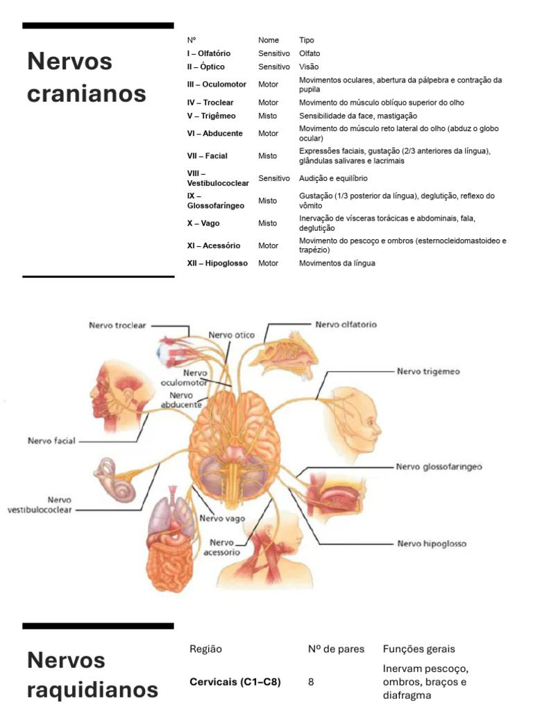 Nervos | PDF | Neurociência | Anatomia dos primatas