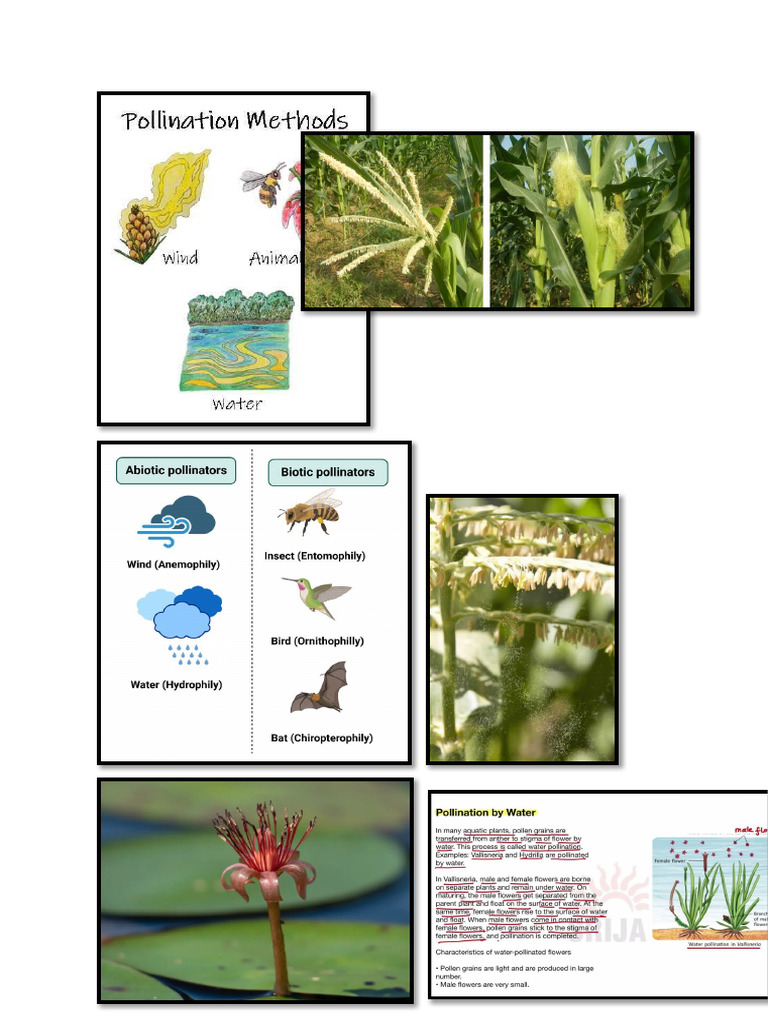 Bio Project Pics | PDF