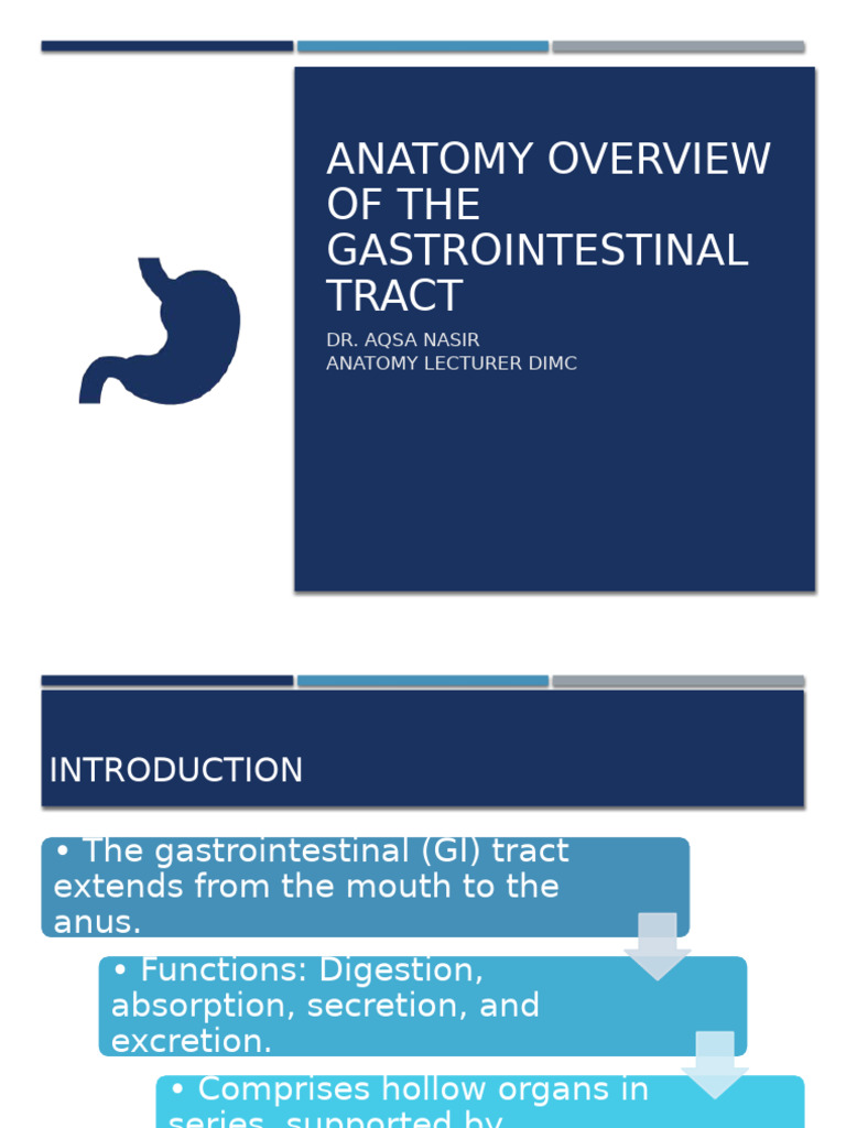 Anatomy Overview GI Tract | PDF | Gastrointestinal Tract | Stomach