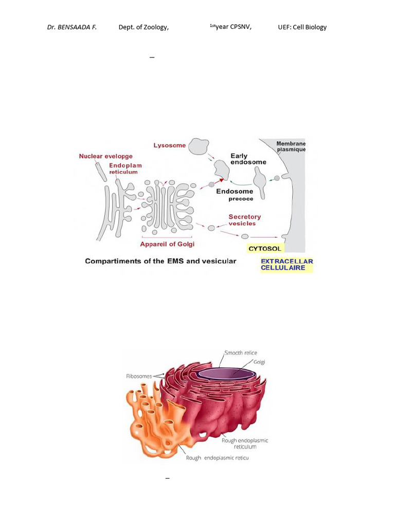 Understanding the Endomembrane System | PDF | Endoplasmic Reticulum ...