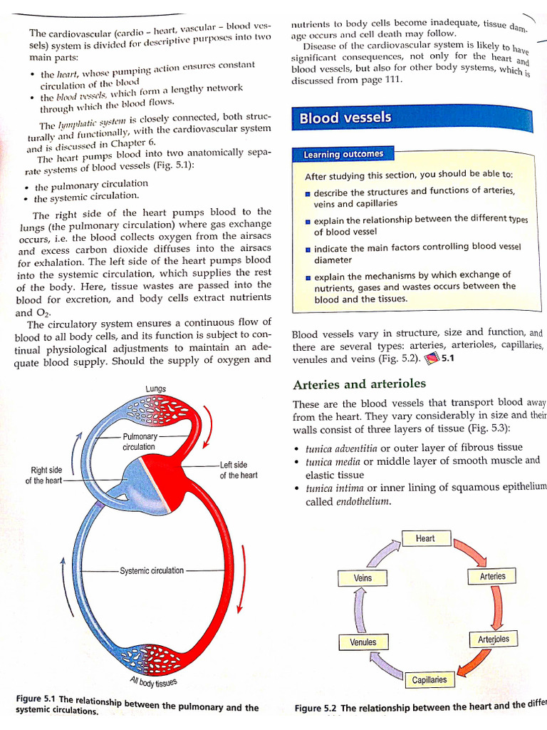 Cardiovascular System | PDF