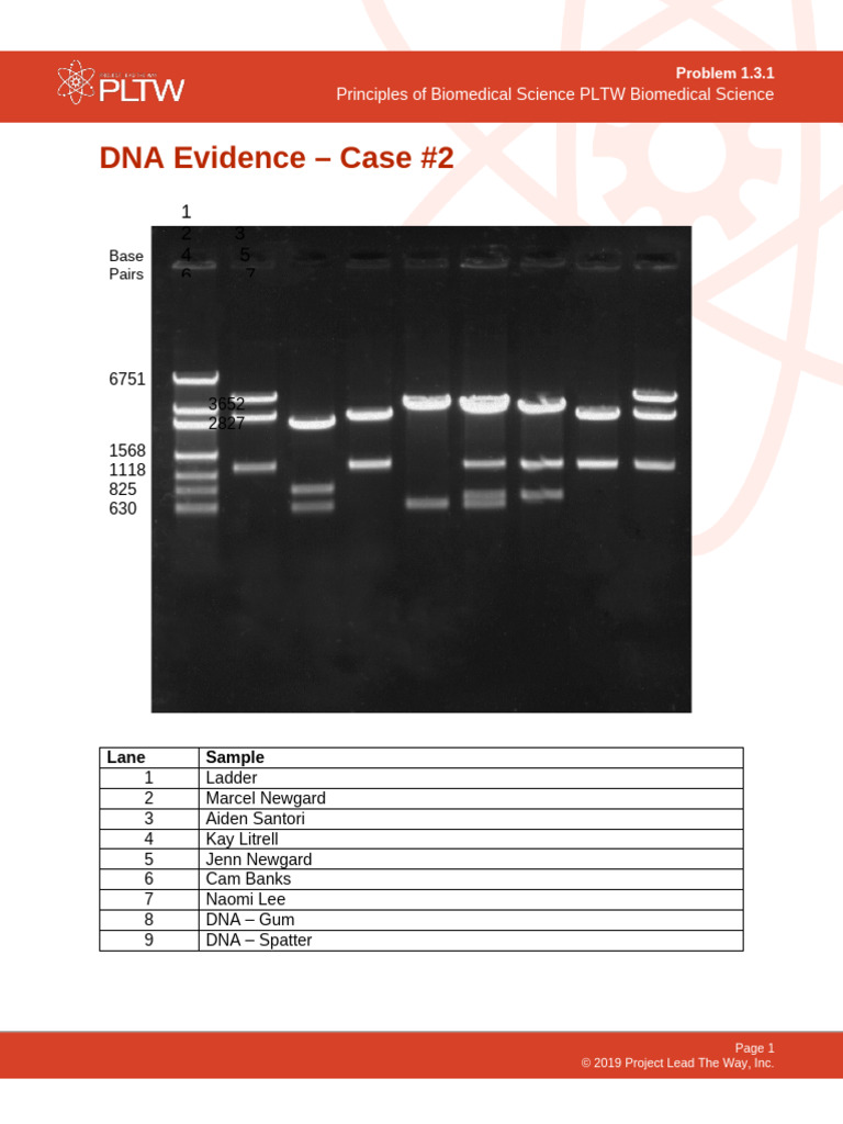 DNA Evidence Analysis in Case #2 | PDF