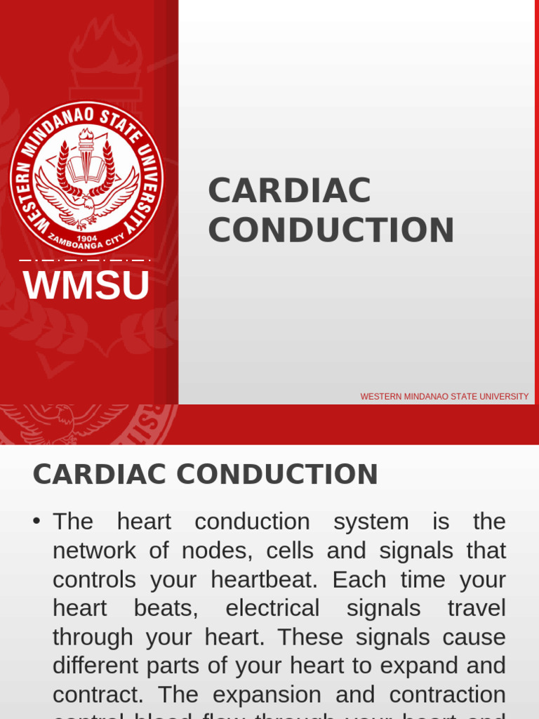 Understanding Cardiac Conduction System | PDF | Heart | Ventricle (Heart)
