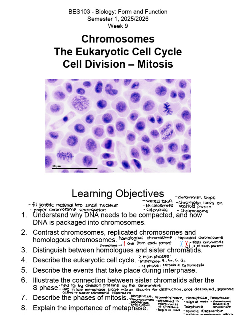Eukaryotic Cell Cycle and Mitosis Overview | PDF | Mitosis | Chromosome