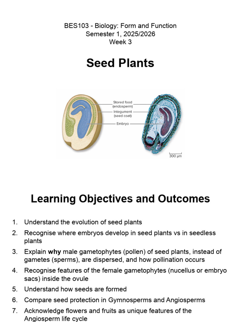 Seed Plants: Evolution and Features | PDF | Fertilisation | Flowers