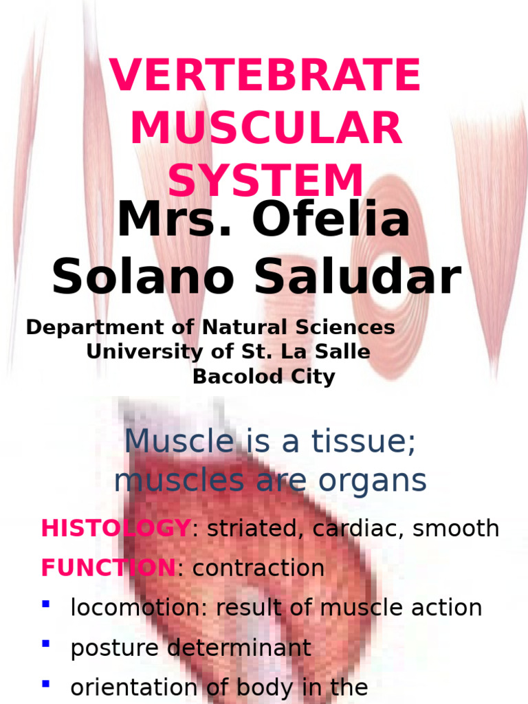 09 Vertebrate Muscular System | PDF | Abdomen | Skeletal Muscle