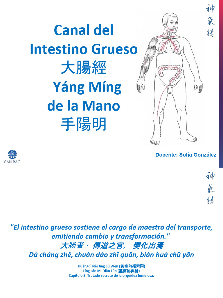 Canal del Intestino Grueso Yáng Míng | PDF | Hombro | Laringe