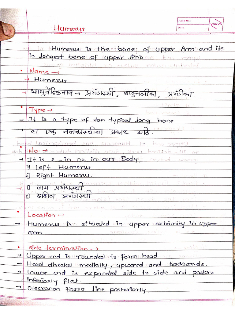 Humerus Notes | PDF