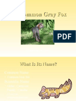 Common Gray Fox