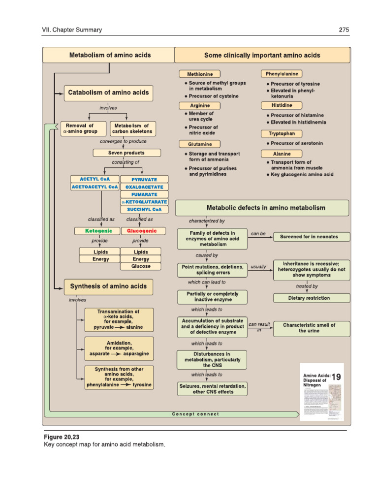 Map - Amino Acid Metabolism | PDF