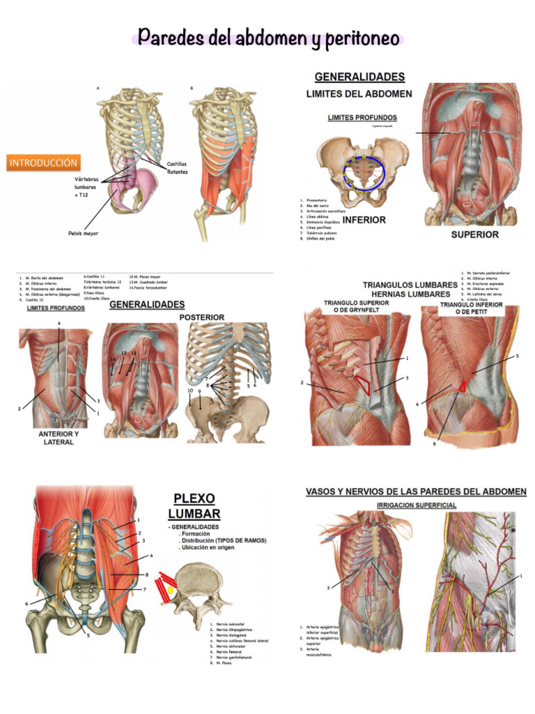 17 Paredes Del Abdomen Y Peritoneo 2 | PDF