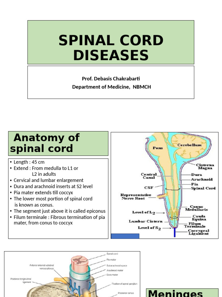 Overview of Spinal Cord Diseases | PDF | Spinal Cord | Neuroanatomy