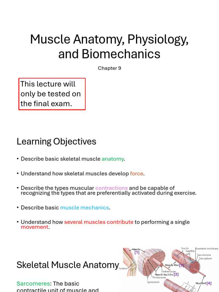 Muscle Anatomy and Force Production Guide | PDF | Skeletal Muscle ...