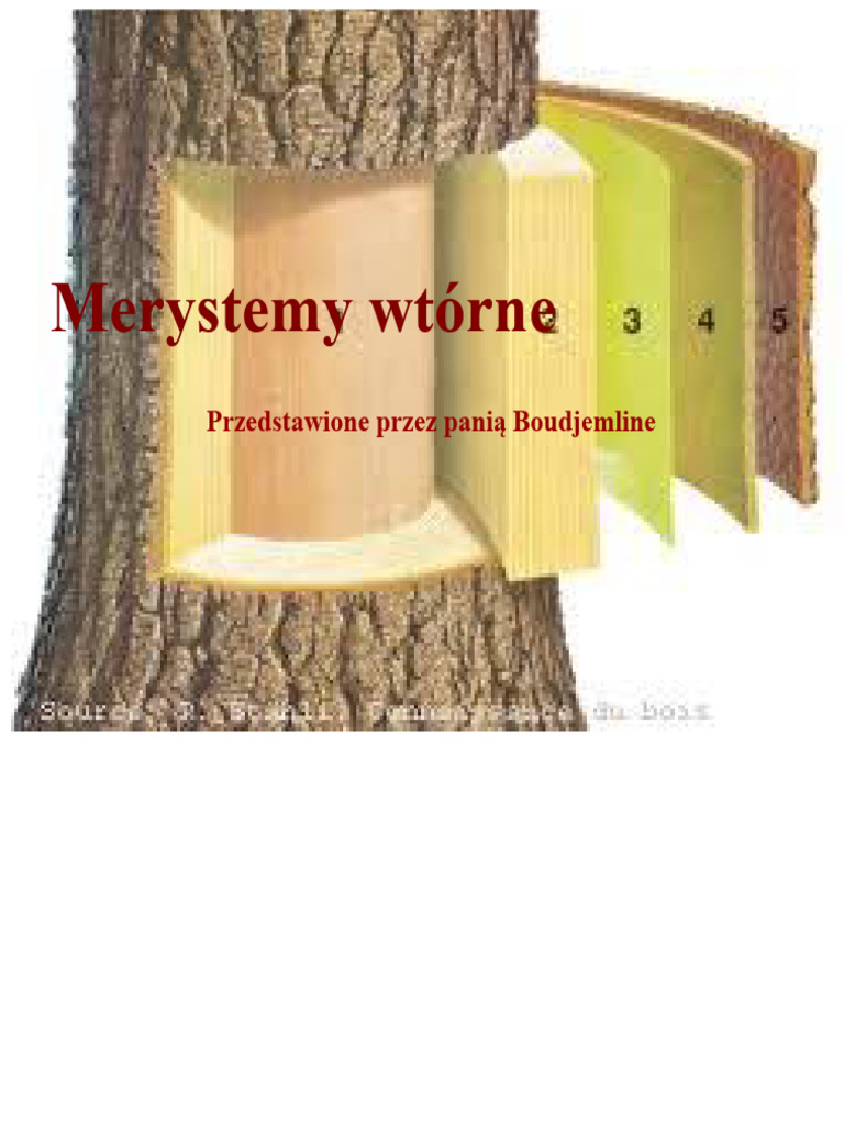 Zajęcia 5 - Merystemy Wtórne PDF | PDF