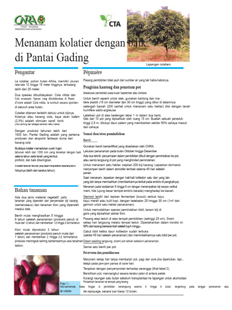 Panduan Budidaya Kolatier di Pantai Gading | PDF