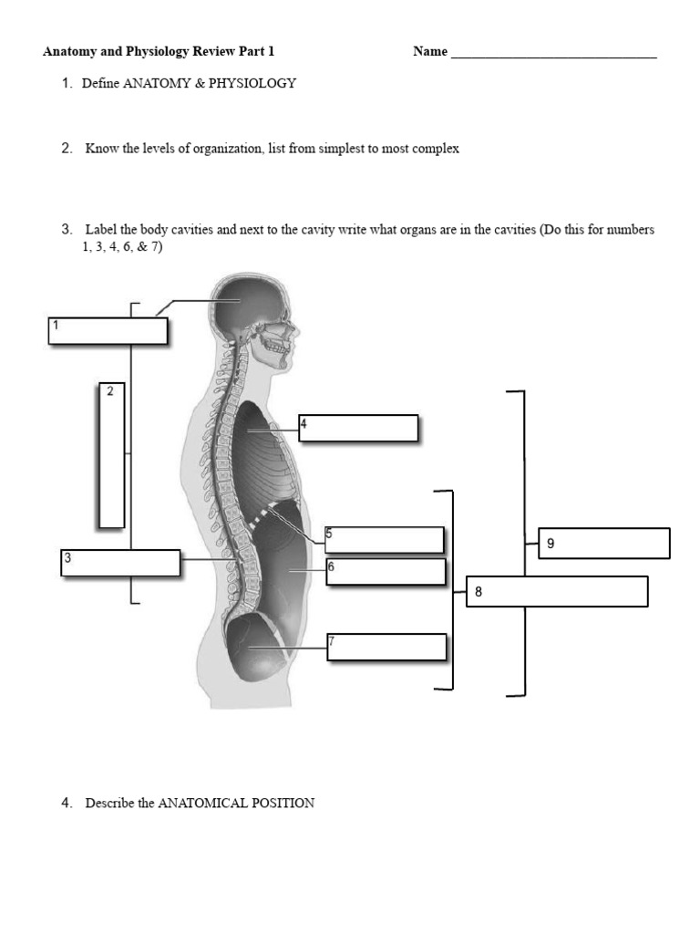 Anatomy and Physiology Part 1 Review Sheet | PDF | Respiratory System ...