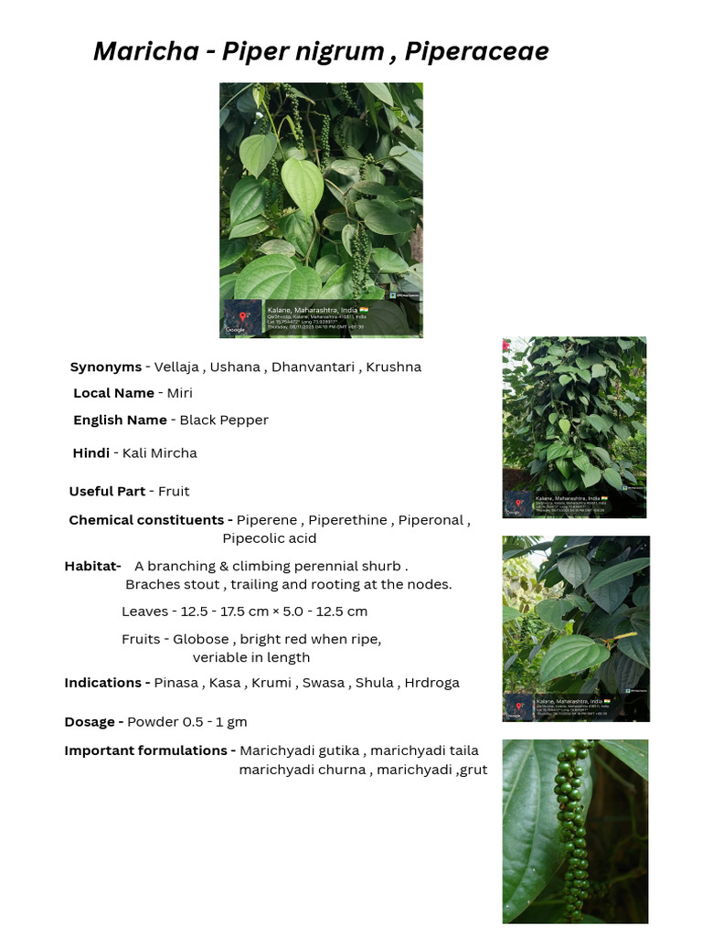 Maricha - Piper Nigrum, Piperaceae - 20251209 - 172544 - 0000 | PDF ...