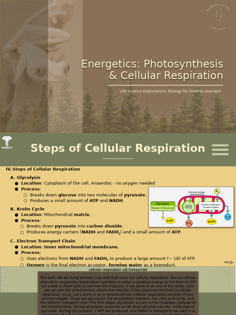 Copy of Botany Cellular Respiration_ Presentation | PDF | Cellular ...