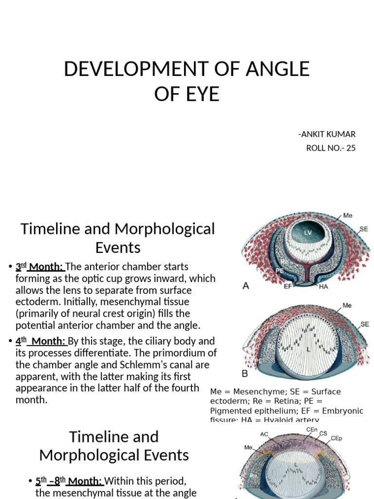 Eye Angle Development Timeline | PDF | Glaucoma | Anatomy