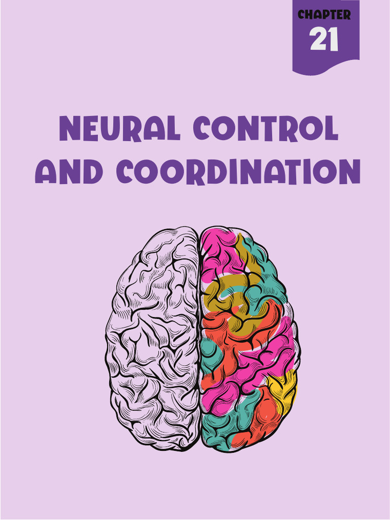 Neural Control and Coordination Overview | PDF | Synapse | Chemical Synapse