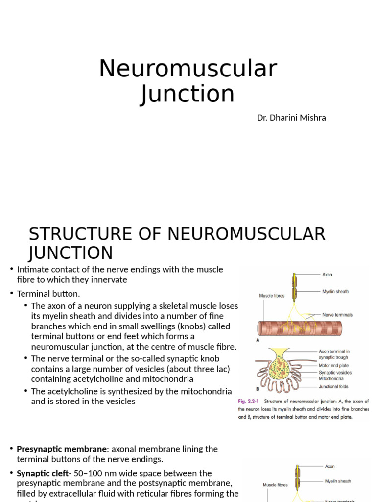 Neuromuscular Junction Structure & Function | PDF | Neuromuscular ...
